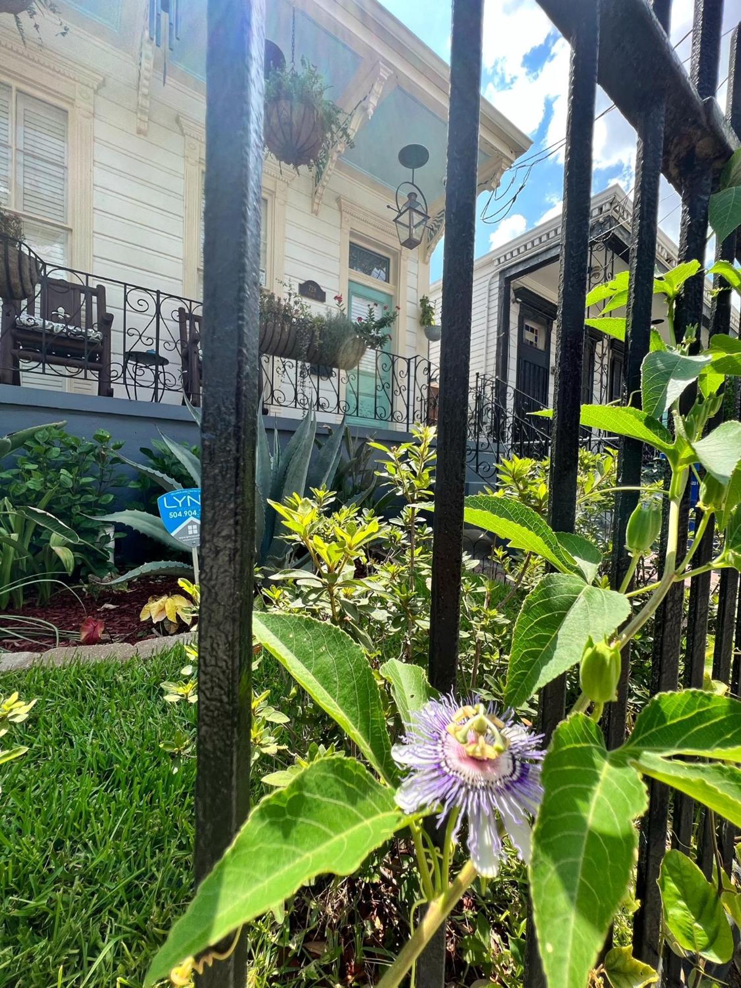 Luxury Historic Shotgun Home In Lower Garden District New Orleans Ngoại thất bức ảnh